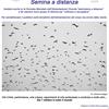 Semina a distanza